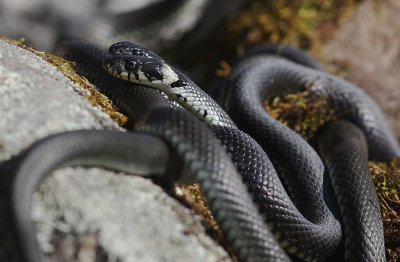 Snok [Grass Snake] (IMG_4491)