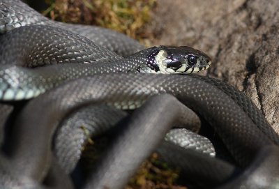 Snok [Grass Snake] (IMG_4502)