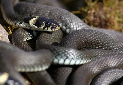 Snok [Grass Snake] (IMG_4507)