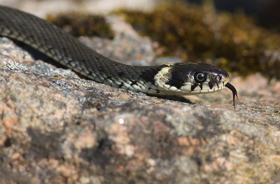 Snok [Grass Snake] (IMG_4530)