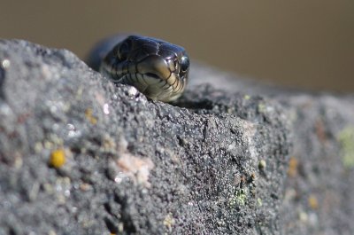 Snok [Grass Snake] (IMG_4536)