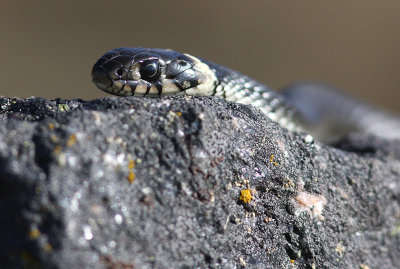 Snok [Grass Snake] (IMG_4544)