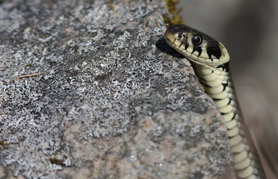 Snok [Grass Snake] (IMG_4611)