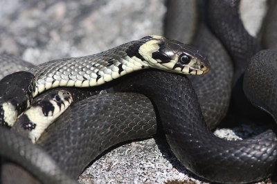 Snok [Grass Snake] (IMG_4619)