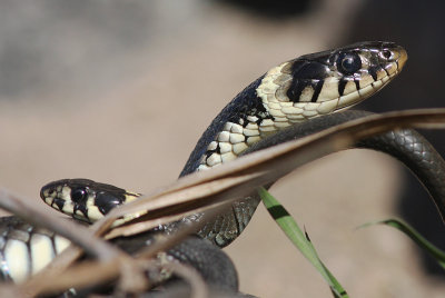 Snok [Grass Snake] (IMG_4627)