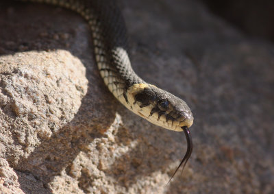 Snok [Grass Snake] (IMG_4641)