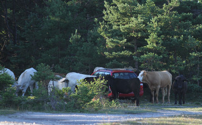 Parkeringsvakter (IMG_2107)
