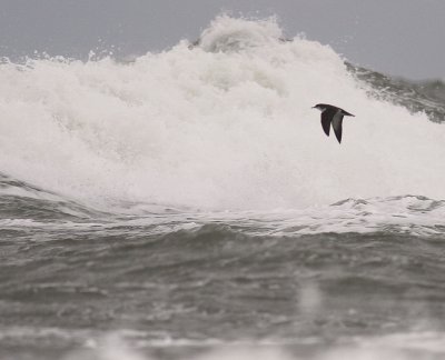 Mindre lira [Manx Shearwater] (IMG_3516)