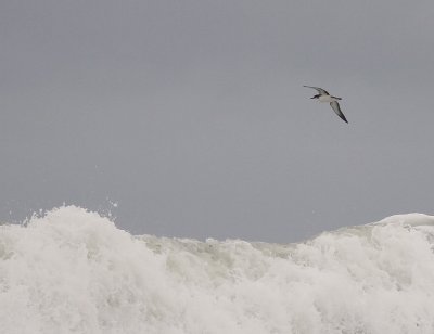 Mindre lira [Manx Shearwater] (IMG_3522)