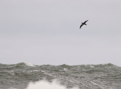 Mindre lira [Manx Shearwater] (IMG_3528)