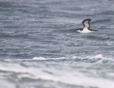 Mindre lira [Manx Shearwater] (IMG_3702)