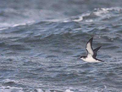 Mindre lira [Manx Shearwater] (IMG_3703)