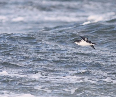 Mindre lira [Manx Shearwater] (IMG_3704)