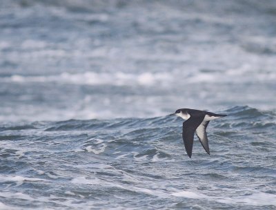 Mindre lira [Manx Shearwater] (IMG_3705)