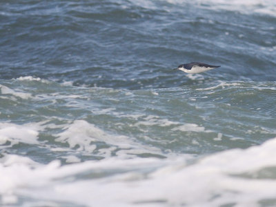 Mindre lira [Manx Shearwater] (IMG_3717)