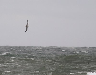 Stormfgel [Northern Fulmar] (IMG_3585)