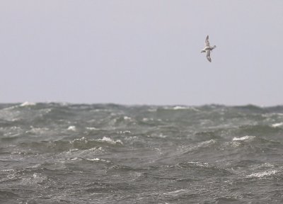 Stormfgel [Northern Fulmar] (IMG_3645)