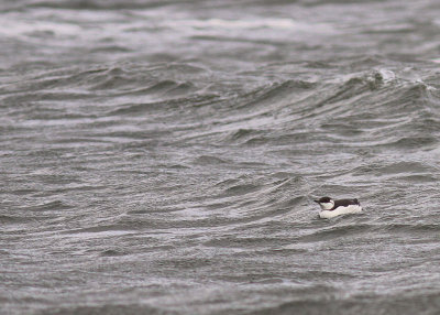 Sillgrissla [Common Murre] (IMG_3552)