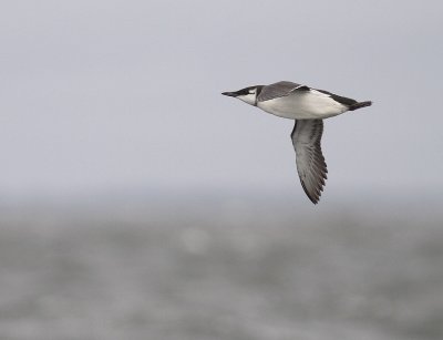 Sillgrissla [Common Murre] (IMG_3581)