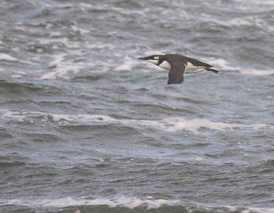 Sillgrissla [Common Murre] (IMG_3598)