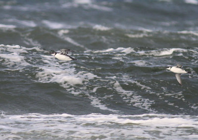 Sillgrissla [Common Murre] (IMG_3601)