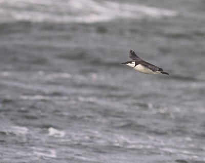 Sillgrissla [Common Murre] (IMG_3685)