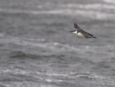Sillgrissla [Common Murre] (IMG_3686)