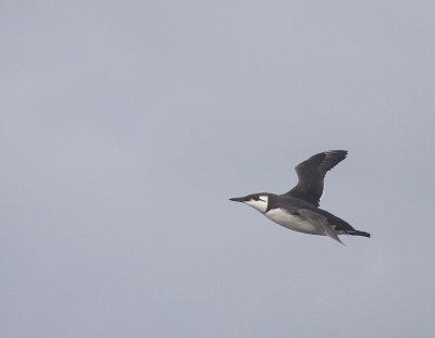 Sillgrissla [Common Murre] (IMG_3690)