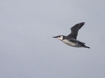 Sillgrissla [Common Murre] (IMG_3691)