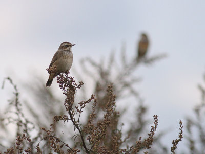 Blhake [Bluethroat] (IMG_3184)