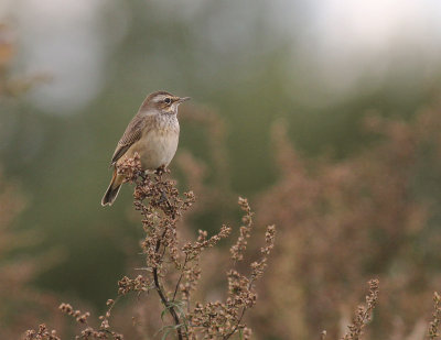 Blhake [Bluethroat] (IMG_3193)