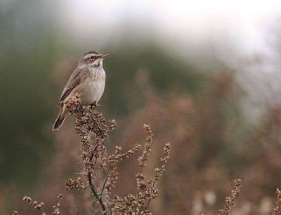 Blhake [Bluethroat] (IMG_3213)