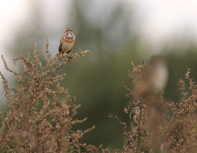 Blhake [Bluethroat] (IMG_3215)