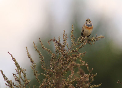 Blhake [Bluethroat] (IMG_3222)