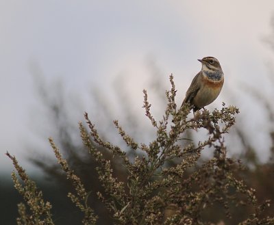 Blhake [Bluethroat] (IMG_3227)