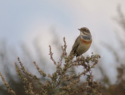 Blhake [Bluethroat] (IMG_3228)