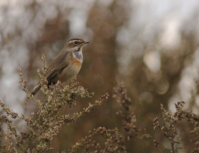 Blhake [Bluethroat] (IMG_3242)