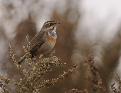 Blhake [Bluethroat] (IMG_3254)
