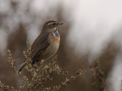 Blhake [Bluethroat] (IMG_3269)