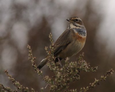 Blhake [Bluethroat] (IMG_3273)