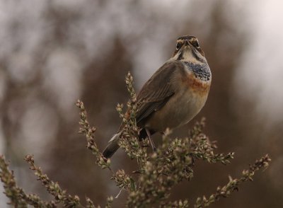 Blhake [Bluethroat] (IMG_3280)