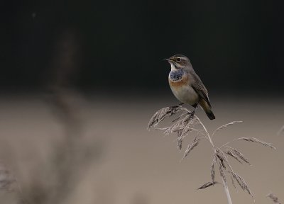 Blhake [Bluethroat] (IMG_3311)