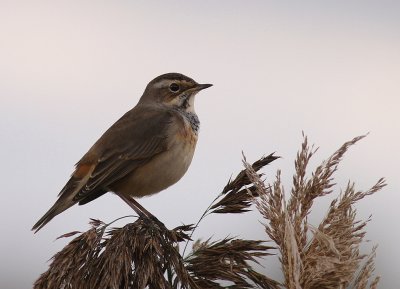 Blhake [Bluethroat] (IMG_3318)