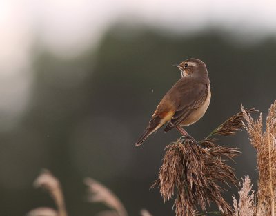 Blhake [Bluethroat] (IMG_3324)