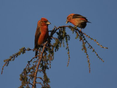 Mindre korsnbb [Common Crossbill] (IMG_6260)