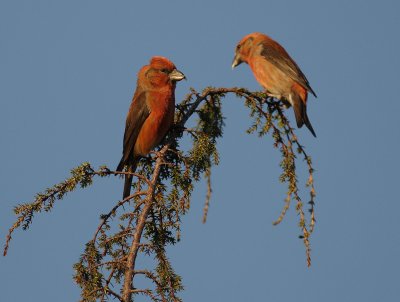 Mindre korsnbb [Common Crossbill] (IMG_6261)