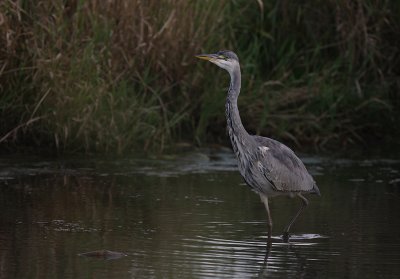 Grhger [Grey Heron] (IMG_9545)