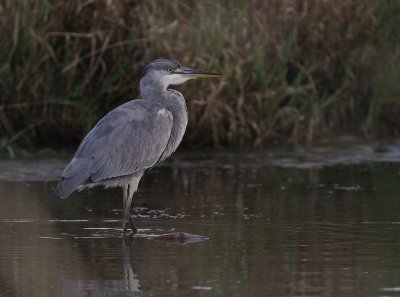 Grhger [Grey Heron] (IMG_9577)