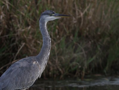 Grhger [Grey Heron] (IMG_9600)