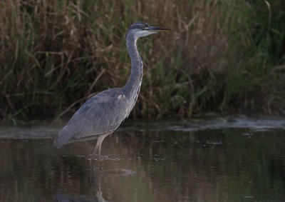 Grhger [Grey Heron] (IMG_9608)